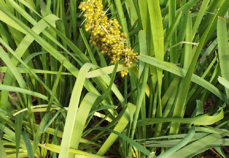 Pianta australiana:  Lomandra longifolia .(Asparagaceae)